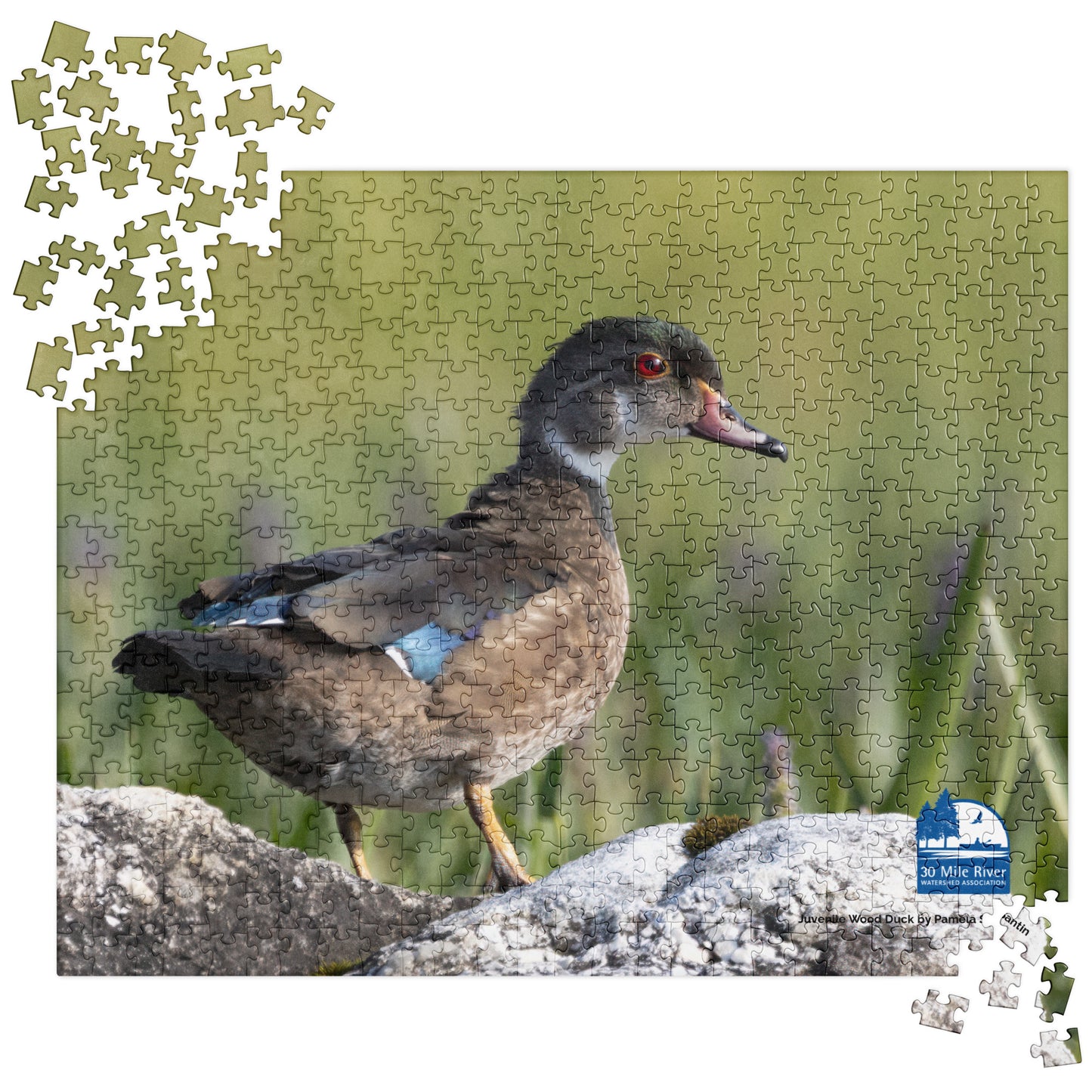 2025 Puzzle: Juvenile Wood Duck by Pamela Santin