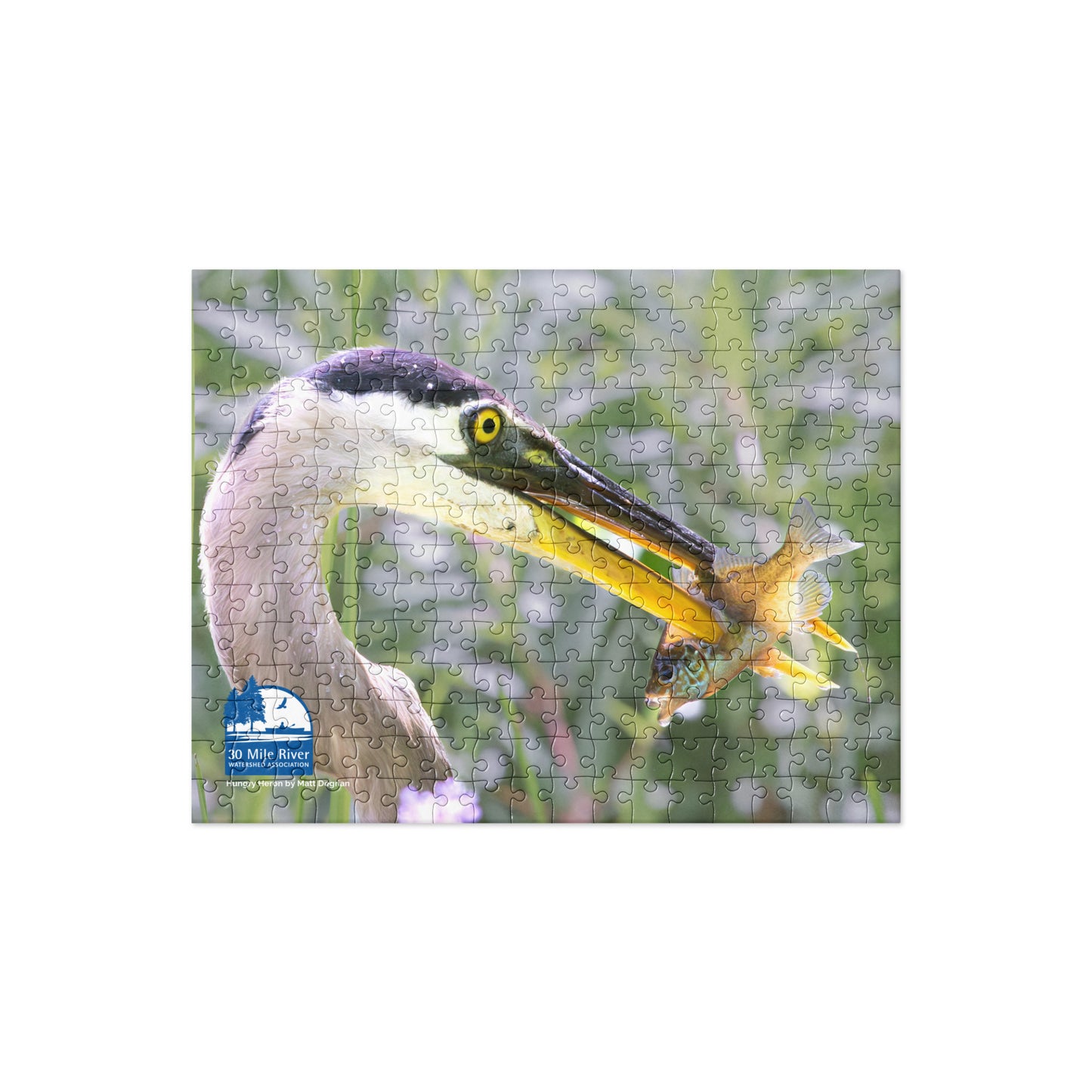 2024 Photo Contest Puzzle: Hungry Heron by Matt Degnan