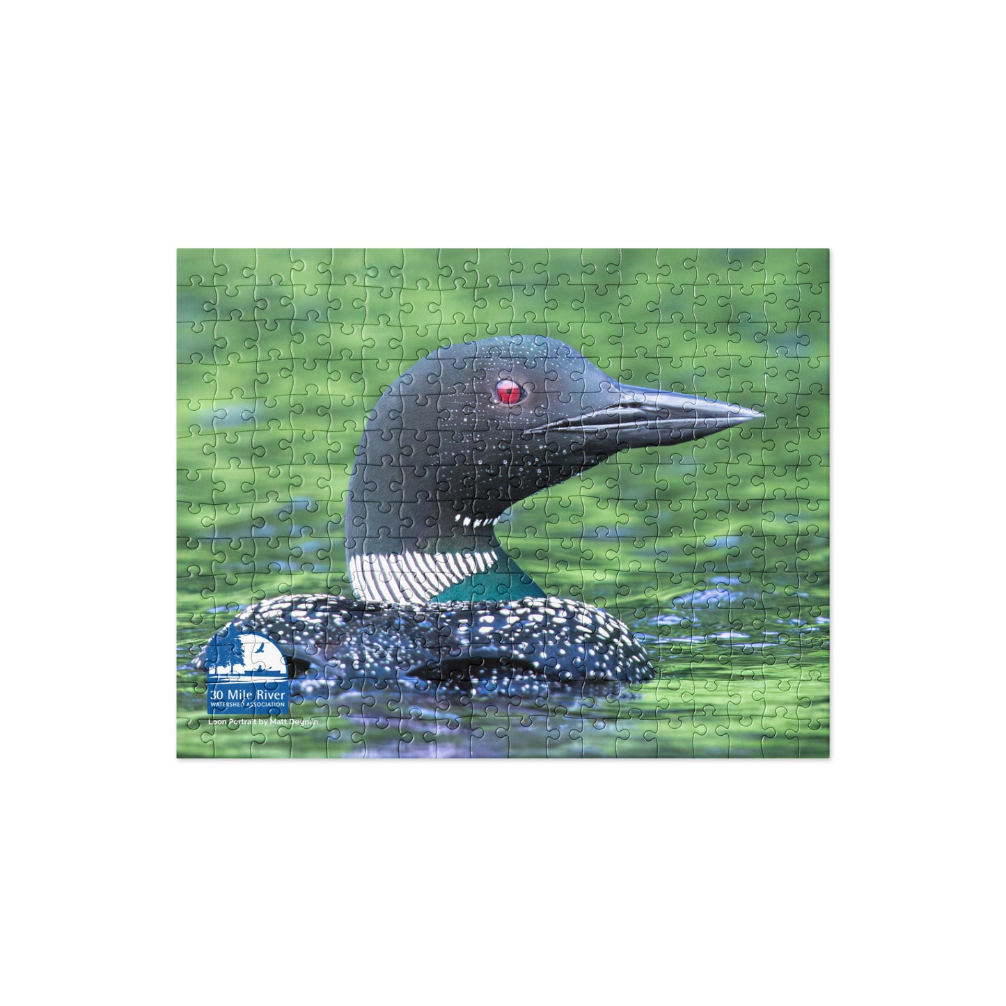 2024 Photo Contest Puzzle: Loon Portrait by Matt Degnan