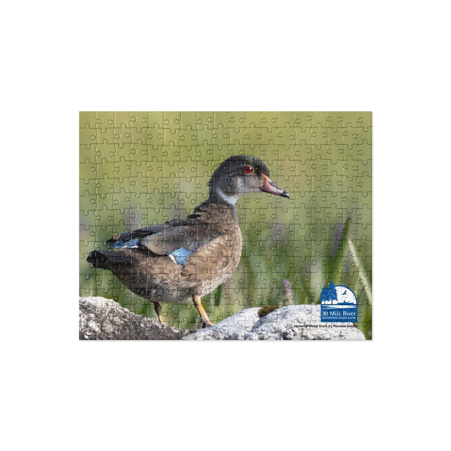2025 Puzzle: Juvenile Wood Duck by Pamela Santin