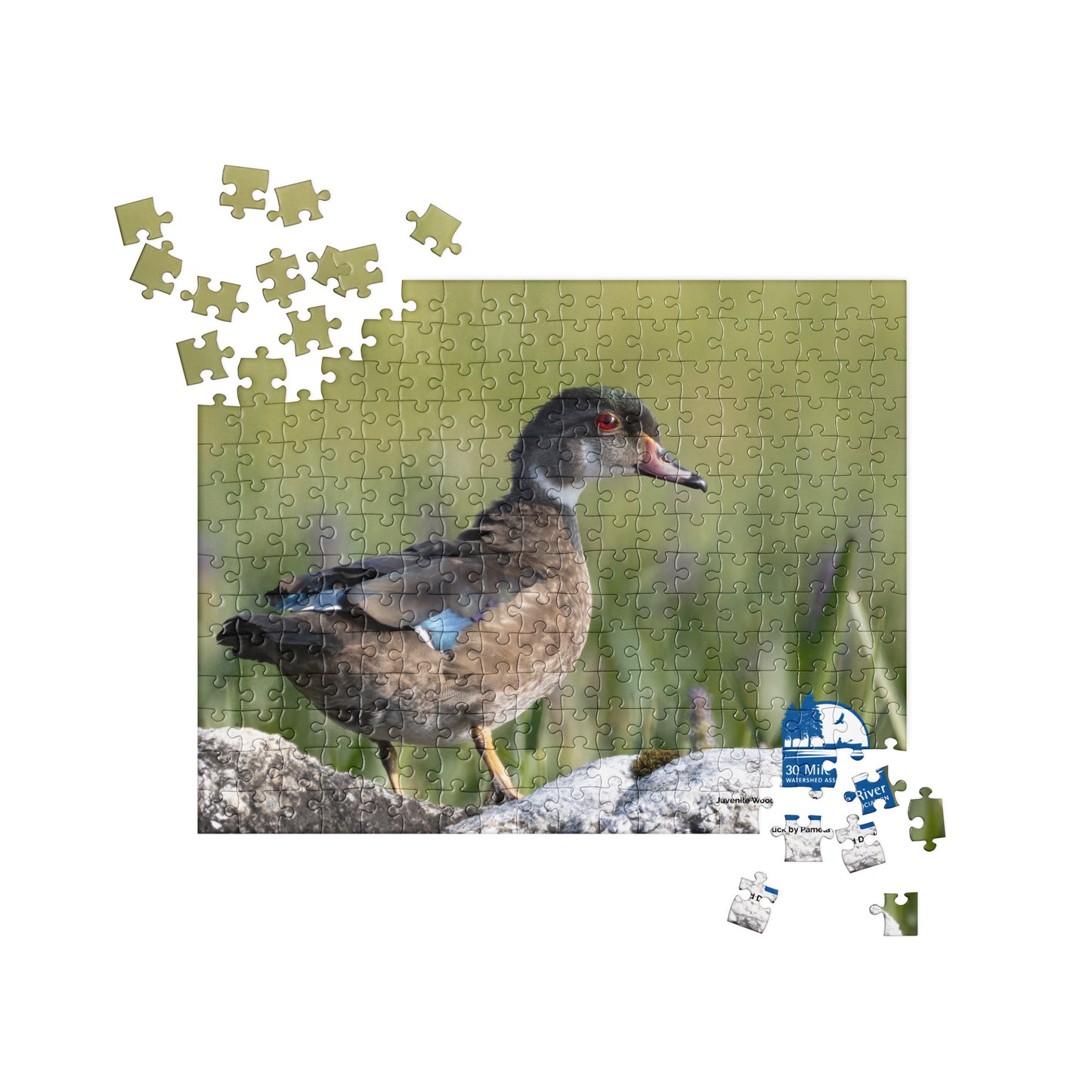 2025 Puzzle: Juvenile Wood Duck by Pamela Santin