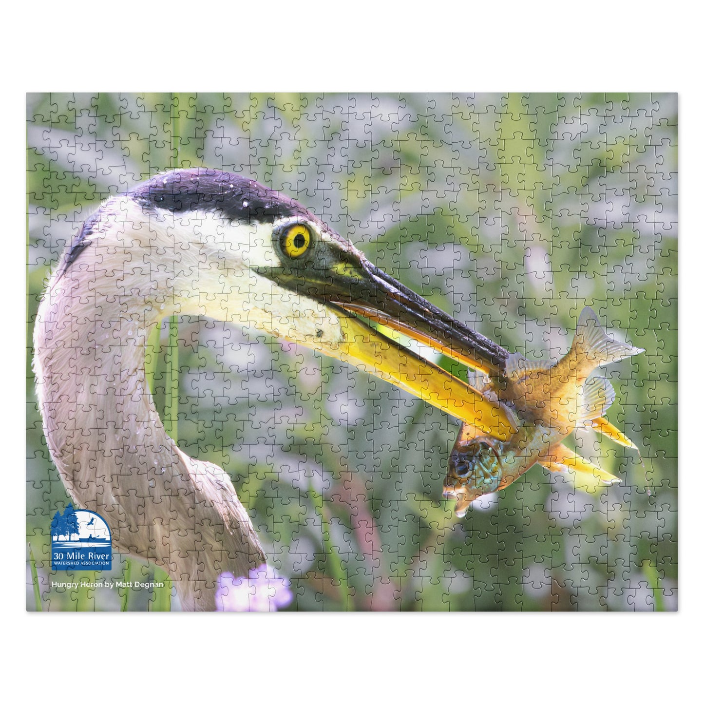 2024 Photo Contest Puzzle: Hungry Heron by Matt Degnan