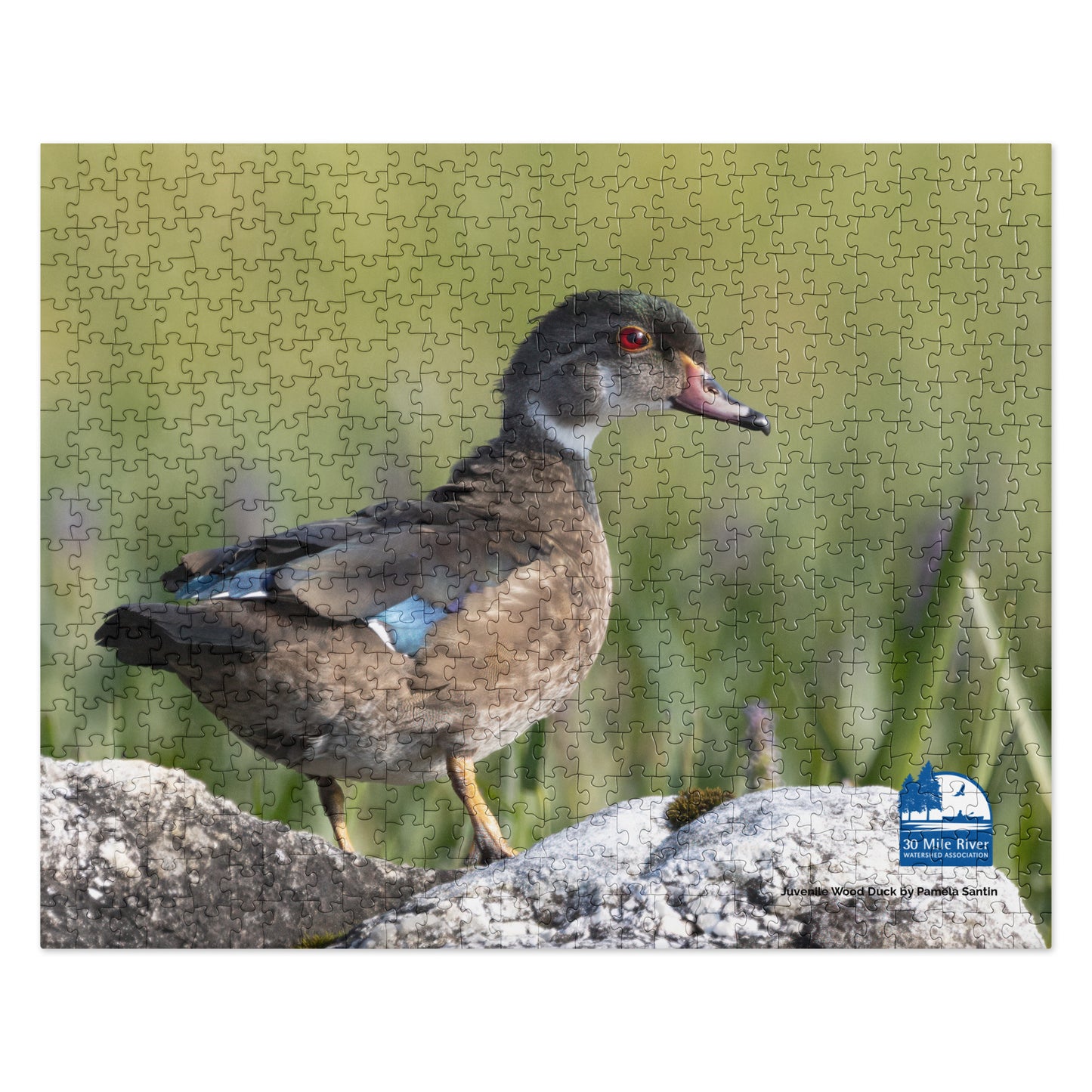 2025 Puzzle: Juvenile Wood Duck by Pamela Santin